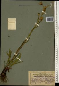 Jacobaea racemosa subsp. racemosa, Кавказ, Грузия (K4) (Грузия)