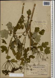 Лазурник трехлопастный (L.) Borkh., Кавказ, Азербайджан (K6) (Азербайджан)