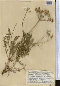 Прангос бухарский B.Fedtsch., Средняя Азия и Казахстан, Памир и Памиро-Алай (M2) (Узбекистан)