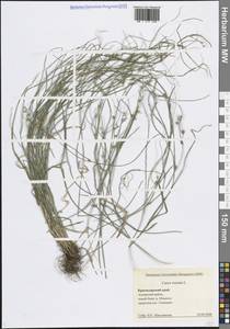 Осока расставленная, Осока раздвинутая L., Кавказ, Черноморское побережье (от Новороссийска до Адлера) (K3) (Россия)