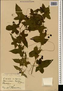 Переступень щетинистый Steven, Кавказ, Ставропольский край, Карачаево-Черкесия, Кабардино-Балкария (K1b) (Россия)