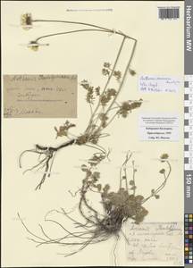 Archanthemis marschalliana subsp. pectinata (Boiss.) Lo Presti & Oberpr., Кавказ, Ставропольский край, Карачаево-Черкесия, Кабардино-Балкария (K1b) (Россия)