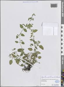 Stellaria aquatica (L.) Scop., Восточная Европа, Волжско-Камский район (E7) (Россия)