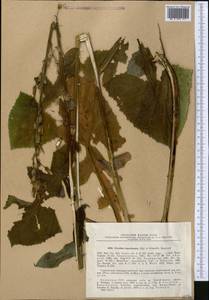 Lactuca tianschanica (Regel & Schmalh.), Средняя Азия и Казахстан, Северный и Центральный Тянь-Шань (M4) (Казахстан)
