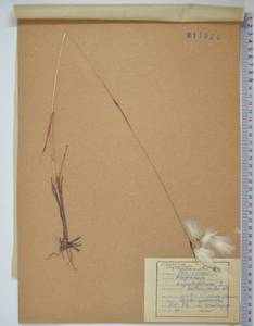 Eriophorum angustifolium subsp. angustifolium, Сибирь, Дальний Восток (S6) (Россия)