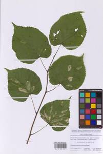 Липа сердцелистная, Липа мелколистная Mill., Восточная Европа, Московская область и Москва (E4a) (Россия)