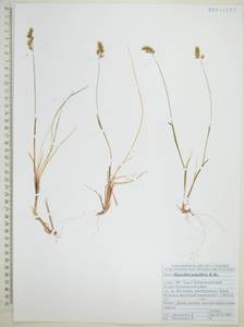 Anthoxanthum arcticum Veldkamp, Сибирь, Дальний Восток (S6) (Россия)