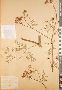 Омежник водный, Омежник водяной (L.) Poir., Восточная Европа, Центральный район (E4) (Россия)