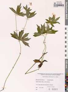 Anemonastrum dichotomum (L.) Mosyakin, Сибирь, Чукотка и Камчатка (S7) (Россия)