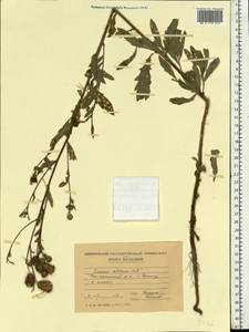 Cirsium arvense var. integrifolium Wimm. & Grab., Восточная Европа, Молдавия (E13a) (Молдавия)