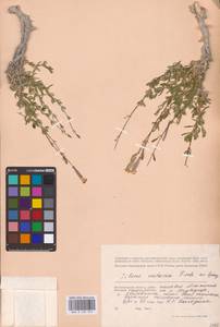 Смолевка меловая Fisch., Восточная Европа, Нижневолжский район (E9) (Россия)