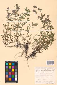 MHA 0 157 144, Thymus pannonicus All., Восточная Европа, Центральный лесостепной район (E6) (Россия)
