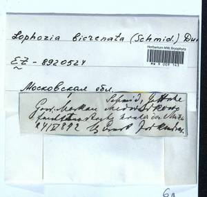 Isopaches bicrenatus (Schmidel ex Hoffm.) H. Buch, Гербарий мохообразных, Мхи - Москва и Московская область (B6a) (Россия)
