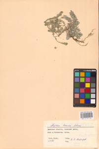 Бурачок ленский Adams, Восточная Европа, Южно-Украинский район (E12) (Украина)