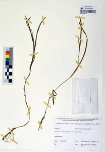 MAG 0003738, Ежеголовник плавающий L., Сибирь, Якутия (S5) (Россия)