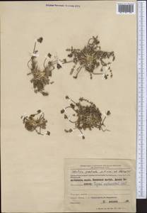 Шульция простертая Pimenov & Kljuykov, Средняя Азия и Казахстан, Северный и Центральный Тянь-Шань (M4) (Киргизия)