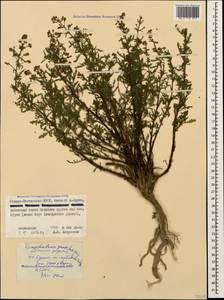 Scrophularia variegata subsp. cinerascens (Boiss.) Grau, Кавказ, Северная Осетия, Ингушетия и Чечня (K1c) (Россия)
