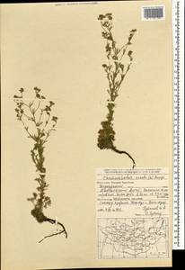 Хамеродос прямостоячий (L.) Bunge, Монголия (MONG) (Монголия)