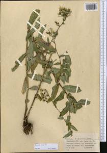 Ястребинка ядовитая Pall., Средняя Азия и Казахстан, Северный и Центральный Тянь-Шань (M4) (Казахстан)