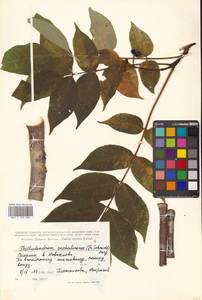 Бархат сахалинский F.Schmidt, Сибирь, Дальний Восток (S6) (Россия)