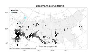 Beckmannia eruciformis, Бекмания обыкновенная (L.) Host, Атлас флоры России (FLORUS) (Россия)