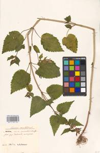 Яснотка пятнистая (L.) L., Восточная Европа, Московская область и Москва (E4a) (Россия)