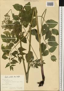 Остерикум болотный (Besser) Besser, Восточная Европа, Центральный лесостепной район (E6) (Россия)