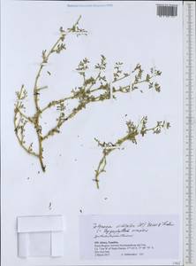 Tetraena simplex (L.) Beier & Thulin, Африка (AFR) (Намибия)