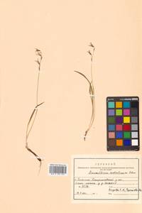 Anticlea sachalinensis (F.Schmidt) Zomlefer & Judd, Сибирь, Дальний Восток (S6) (Россия)
