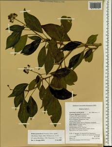 Hedera pastuchovii subsp. cypria (Mc All.) Hand, Зарубежная Азия (ASIA) (Кипр)