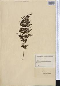 Pseudathyrium alpestre subsp. alpestre, Западная Европа (EUR) (Великобритания)