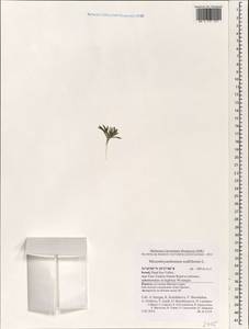 Mesembryanthemum nodiflorum L., Зарубежная Азия (ASIA) (Израиль)
