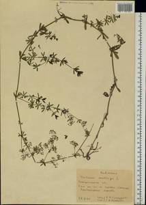 Подмаренник мягкий L., Восточная Европа, Западно-Украинский район (E13) (Украина)