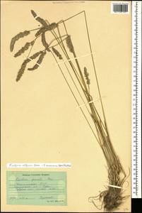 Koeleria eriostachya Pancic, Кавказ, Дагестан (K2) (Россия)