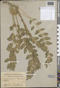 Астрагал Северцова, Средняя Азия и Казахстан, Западный Тянь-Шань и Каратау (M3) (Узбекистан)