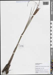 Anarthria gracilis R.Br., Австралия и Океания (AUSTR) (Австралия)