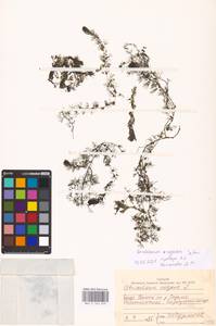 MHA 0 162 659, Utricularia ×neglecta Lehm., Восточная Европа, Северный район (E1) (Россия)