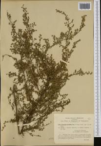 Artemisia campestris subsp. variabilis (Ten.) Greuter, Западная Европа (EUR) (Италия)