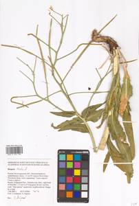 Вечерница печальная L., Восточная Европа, Нижневолжский район (E9) (Россия)