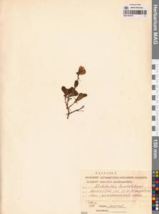 Рододендрон камчатский Pall., Сибирь, Чукотка и Камчатка (S7) (Россия)