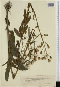 Erechtites hieraciifolia (L.) Raf. ex DC., Западная Европа (EUR) (Румыния)