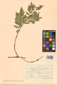 Копеечник копеечниковый (L.) Schinz & Thell., Сибирь, Чукотка и Камчатка (S7) (Россия)