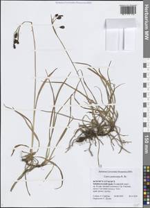 Осока ногоплодная R.Br., Сибирь, Прибайкалье и Забайкалье (S4) (Россия)