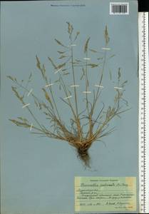 Puccinellia capillaris subsp. pulvinata (Fr.) Tzvelev, Восточная Европа, Северный район (E1) (Россия)
