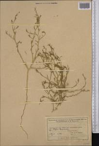 Верблюдка, Средняя Азия и Казахстан, Муюнкумы, Прибалхашье и Бетпак-Дала (M9) (Казахстан)