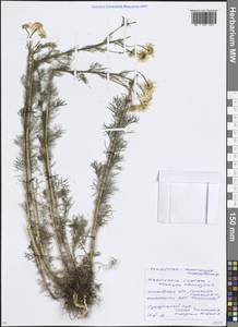 Трехреберник непахучий, Ромашка непахучая (L.) Sch.-Bip, Восточная Европа, Московская область и Москва (E4a) (Россия)