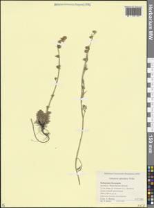 Полынь блестящая Willd., Кавказ, Ставропольский край, Карачаево-Черкесия, Кабардино-Балкария (K1b) (Россия)