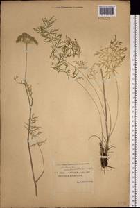 Жабрица скученная (L.) Rchb.fil., Сибирь, Якутия (S5) (Россия)