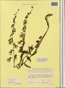 Колокольчик рапунцелевидный L., Кавказ, Грузия (K4) (Грузия)