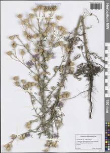Centaurea stoebe subsp. stoebe, Восточная Европа, Нижневолжский район (E9) (Россия)